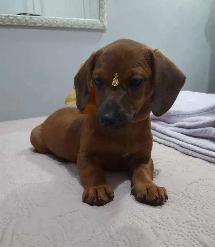 Cachorro ra a Mestiça basset idade 2 a 6 meses nome Céu, lua e sol