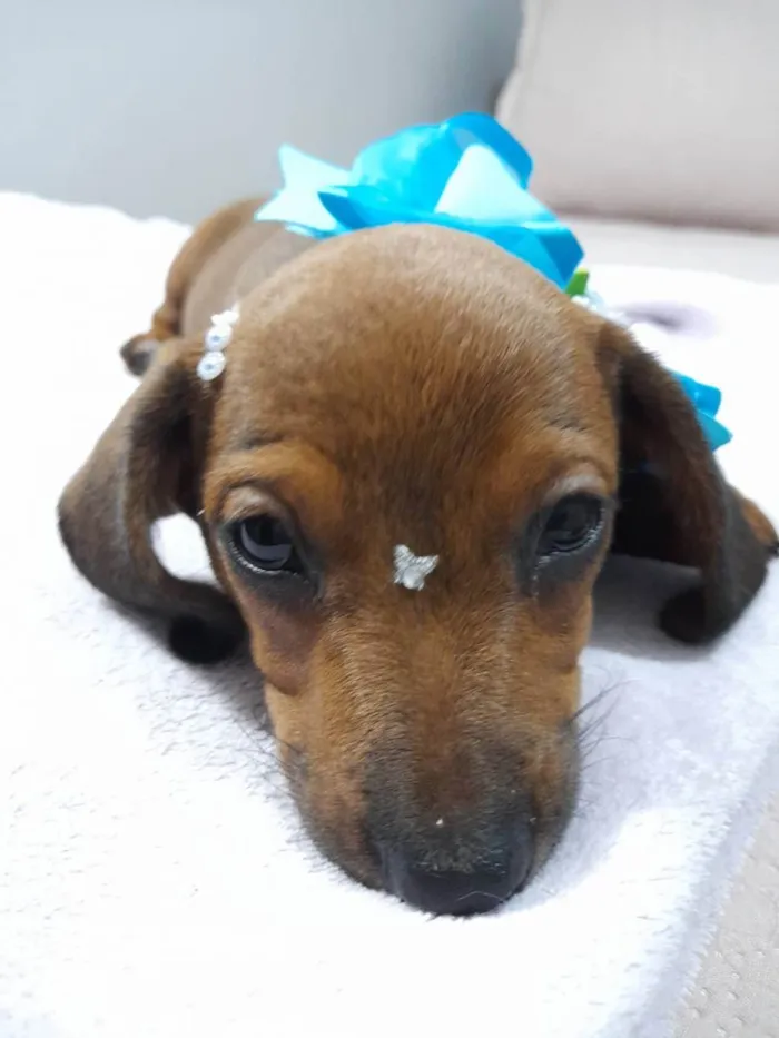 Cachorro ra a Mestiça basset idade 2 a 6 meses nome Céu, lua e sol