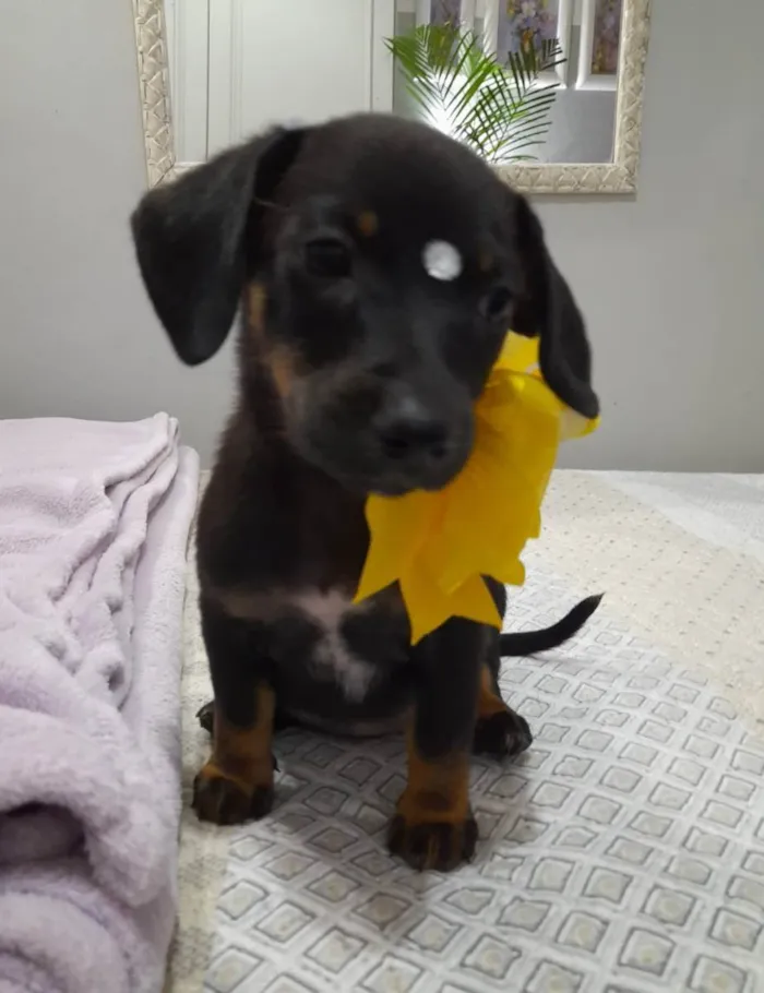 Cachorro ra a Mestiça basset idade 2 a 6 meses nome Céu, lua e sol