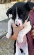 Filhotes 3 meses