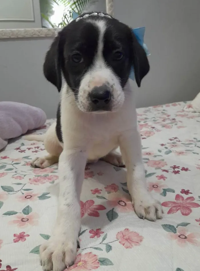 Cachorro ra a Srd idade 2 a 6 meses nome Filhotes 3 meses