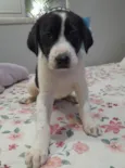 Filhotes 3 meses