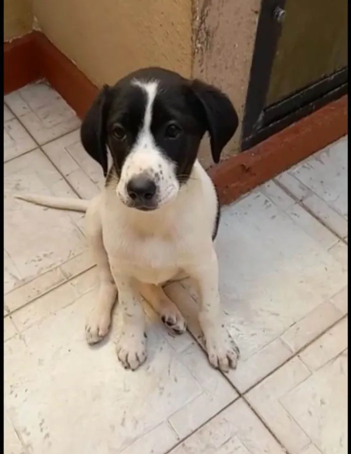Cachorro ra a Srd idade 2 a 6 meses nome Filhotes 3 meses