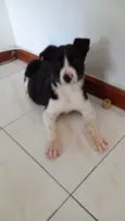 Filhotes 3 meses