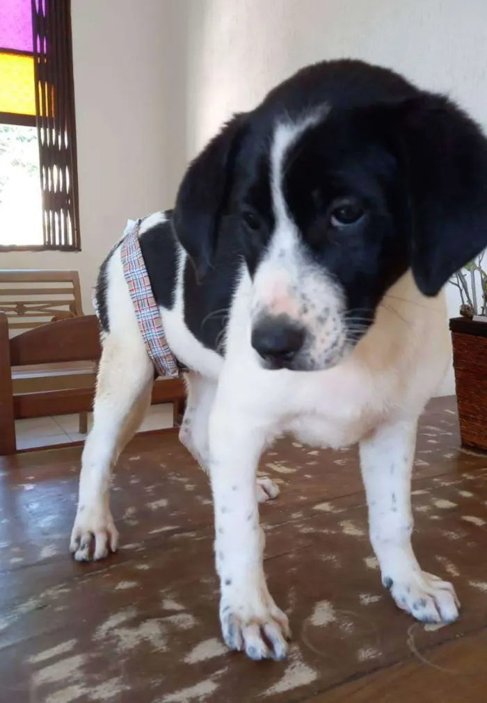 Cachorro ra a Srd idade 2 a 6 meses nome Filhotes 3 meses