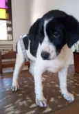 Filhotes 3 meses