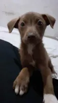 Taz