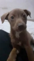 Taz