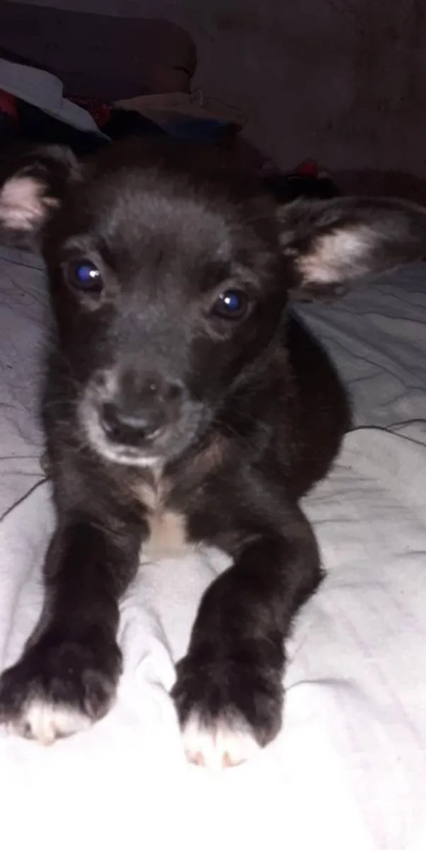 Cachorro ra a SRD idade 2 a 6 meses nome Miney