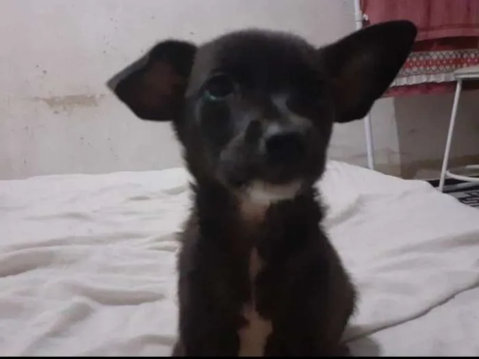 Cachorro ra a SRD idade 2 a 6 meses nome Miney
