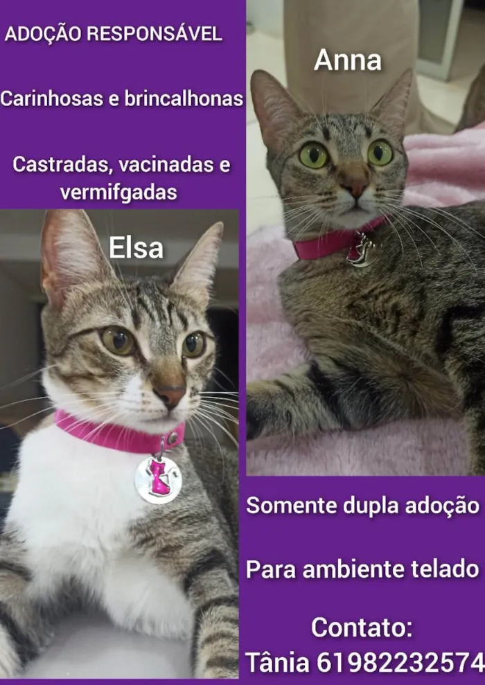 Gato ra a SRD idade 2 anos nome Anna e Elsa