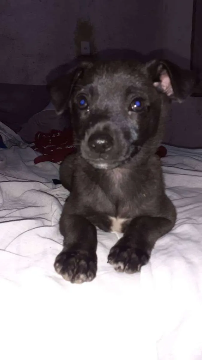 Cachorro ra a SRD idade 2 a 6 meses nome Boy