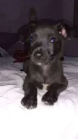 Boy