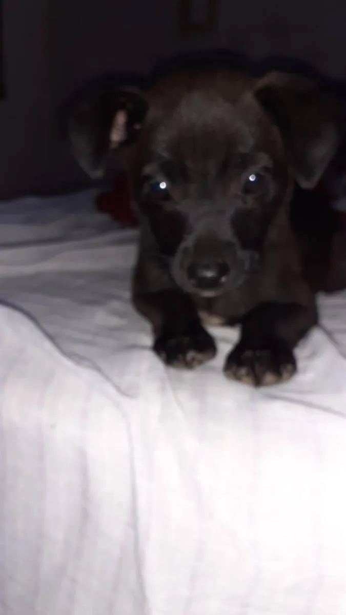 Cachorro ra a SRD idade 2 a 6 meses nome Boy