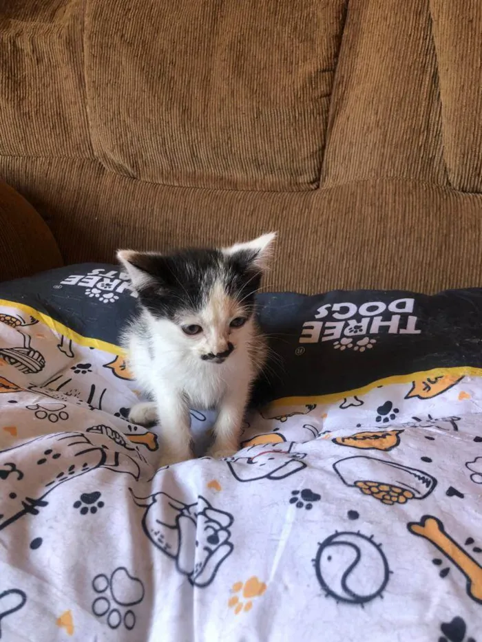 Gato ra a Srd idade Abaixo de 2 meses nome Faísca