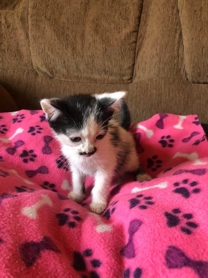 Gato ra a Srd idade Abaixo de 2 meses nome Faísca