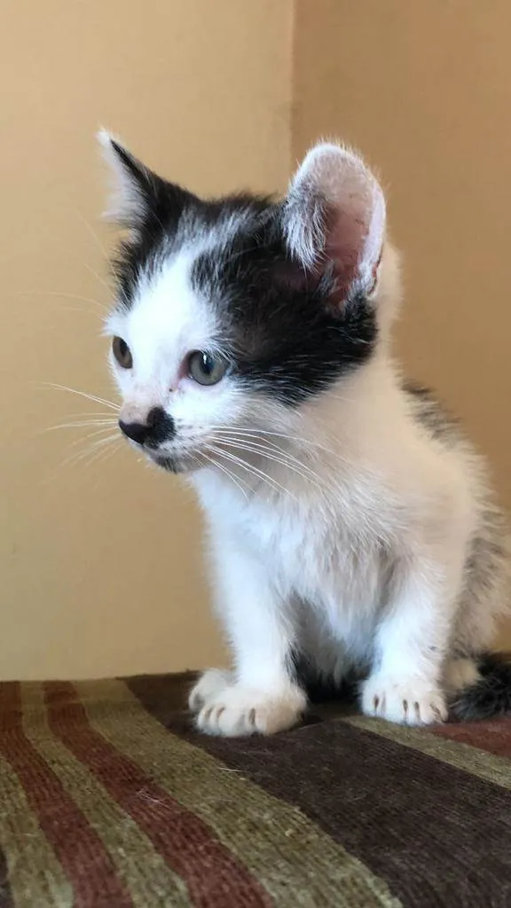 Gato ra a Srd idade Abaixo de 2 meses nome Faísca