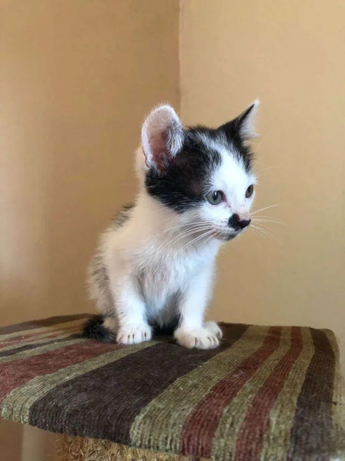 Gato ra a Srd idade Abaixo de 2 meses nome Faísca