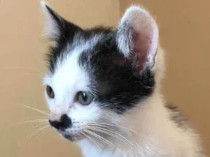 Gato raça Srd idade Abaixo de 2 meses nome Faísca