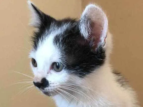 Gato ra a Srd idade Abaixo de 2 meses nome Faísca