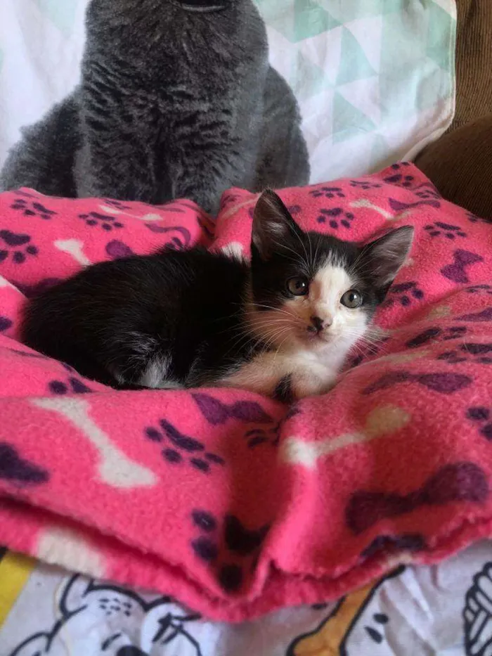 Gato ra a Srd idade Abaixo de 2 meses nome Chispa