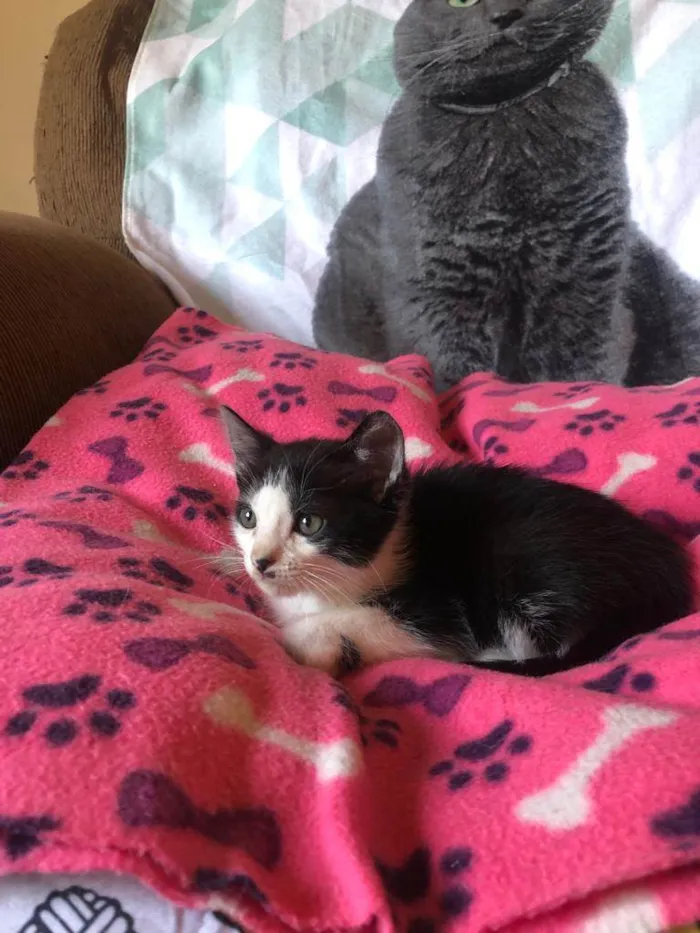 Gato ra a Srd idade Abaixo de 2 meses nome Chispa