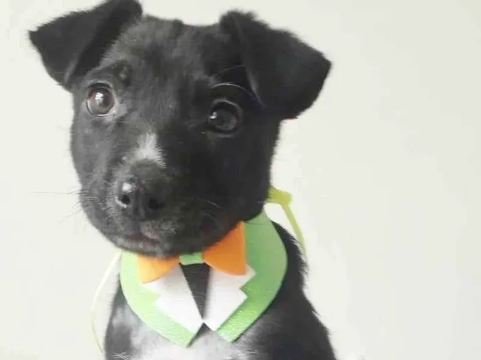 Cachorro raça SRD idade 2 a 6 meses nome DUDU