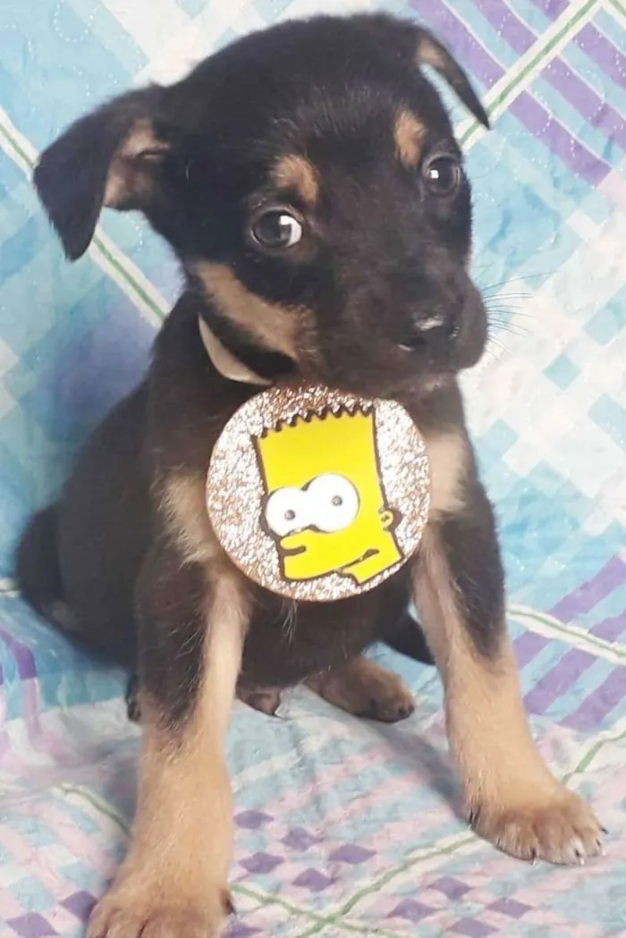 Cachorro raça SRD idade 2 a 6 meses nome BART