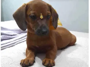 Cachorro raça Mestiça basset idade 2 a 6 meses nome Céu, lua e sol