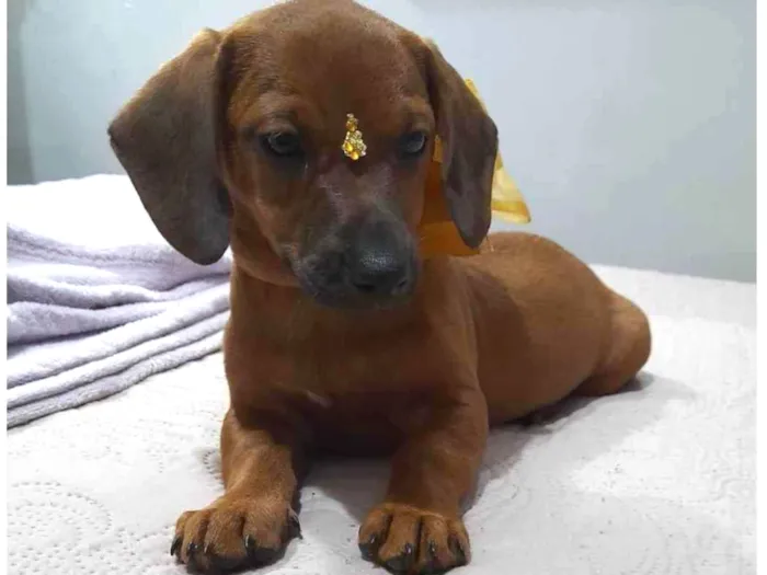 Cachorro ra a Mestiça basset idade 2 a 6 meses nome Céu, lua e sol