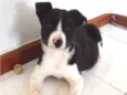Filhotes 3 meses