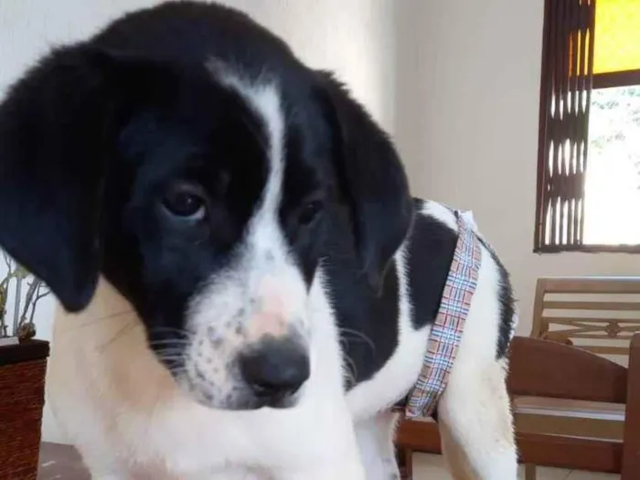 Cachorro ra a Srd idade 2 a 6 meses nome Filhotes 3 meses