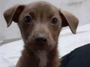 Cachorro raça SRD idade 2 a 6 meses nome Taz 