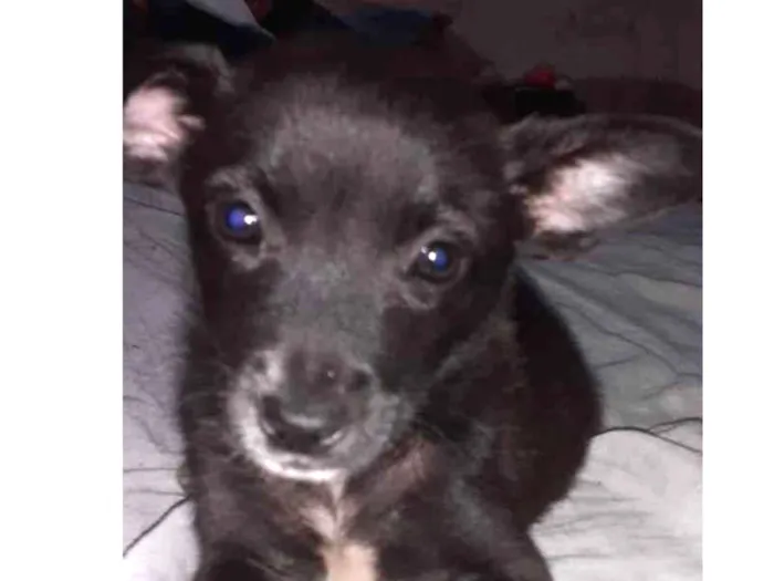 Cachorro ra a SRD idade 2 a 6 meses nome Miney
