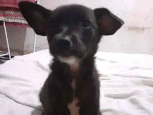 Cachorro raça SRD idade 2 a 6 meses nome Miney