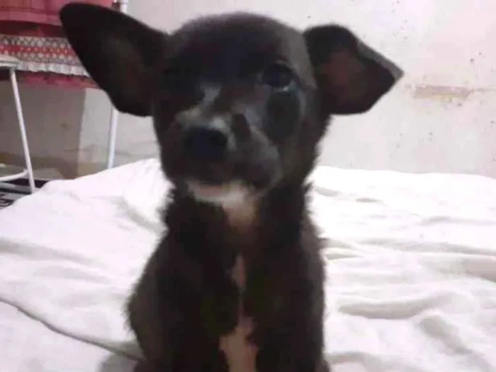 Cachorro ra a SRD idade 2 a 6 meses nome Miney