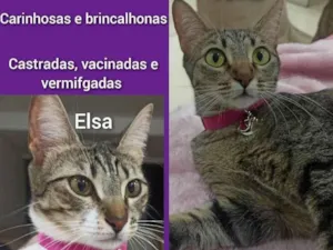 Gato raça SRD idade 2 anos nome Anna e Elsa