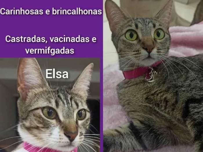 Gato ra a SRD idade 2 anos nome Anna e Elsa