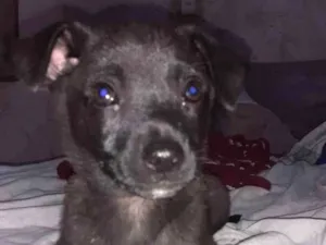 Cachorro raça SRD idade 2 a 6 meses nome Boy