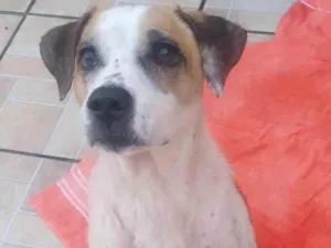 Cachorro raça SRD idade 2 anos nome Amoreco 