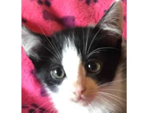 Gato raça Srd idade Abaixo de 2 meses nome Corisco