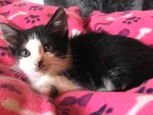 Gato raça Srd idade Abaixo de 2 meses nome Chispa