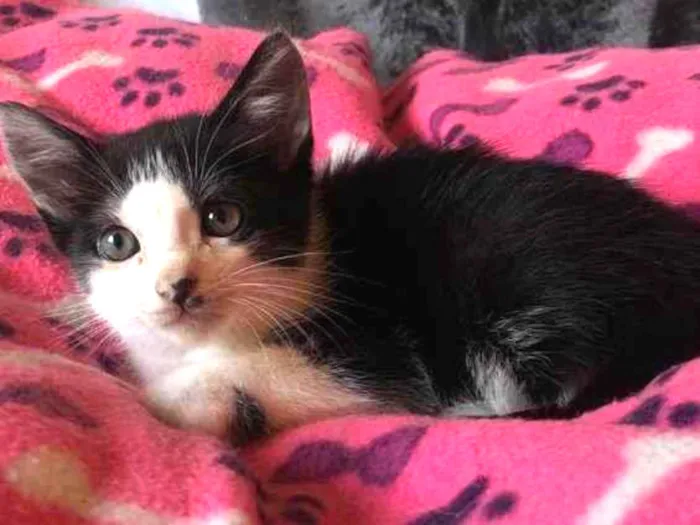Gato ra a Srd idade Abaixo de 2 meses nome Chispa