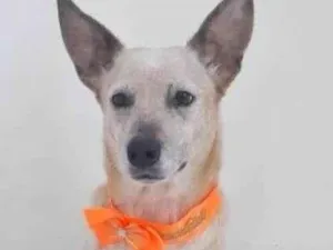 Cachorro raça SRD idade 1 ano nome MONA