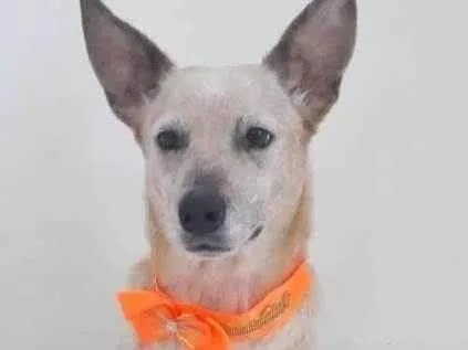 Cachorro raça SRD idade 1 ano nome MONA