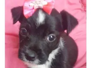 Cachorro raça SRD idade 2 a 6 meses nome ESTRELINHA