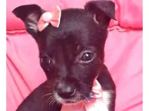 Cachorro raça SRD idade 2 a 6 meses nome BABI