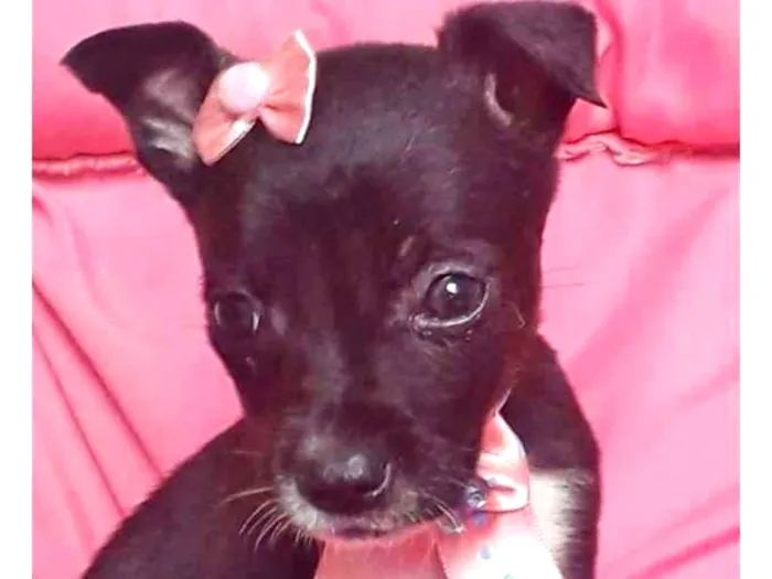 Cachorro raça SRD idade 2 a 6 meses nome BABI