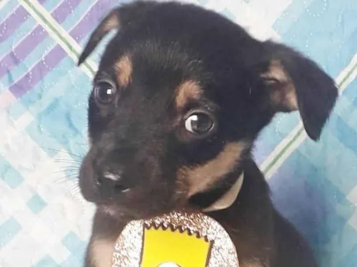 Cachorro raça SRD idade 2 a 6 meses nome BART