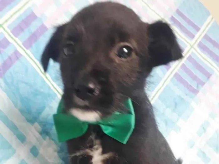 Cachorro raça SRD idade 2 a 6 meses nome TOBY